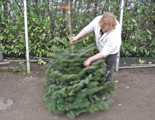 Shaking a Christmas tree